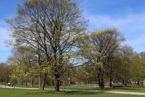 Munich Audio guide: Explore Hirschgarten