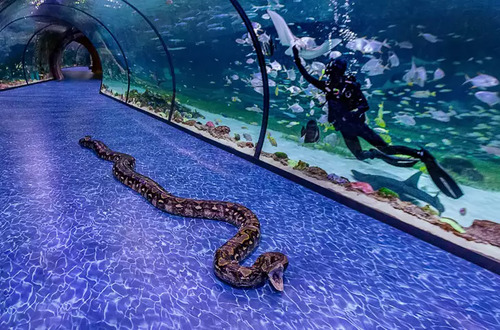 Abu Dhabi Audio guide: Explore The National Aquarium Abu Dhabi