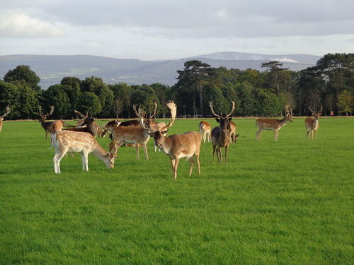 Audioguida di Dublino: esplora Phoenix Park