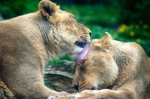 Audioguida di Dublino: esplora lo zoo di Dublino