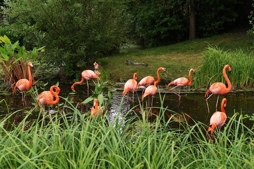 Audioguide de Toronto : Explorez le zoo de Toronto