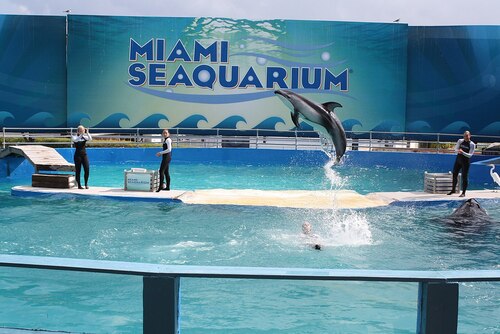 Miami Audio guide: Explore Miami Seaquarium
