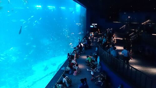 Audioguide de Singapour : Explorez S.E.A. Aquarium