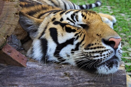 Phuket Audio guide: Explore Tiger Kingdom