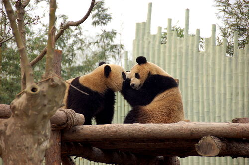 Shanghai Audio guide: Explore Shanghai Zoo