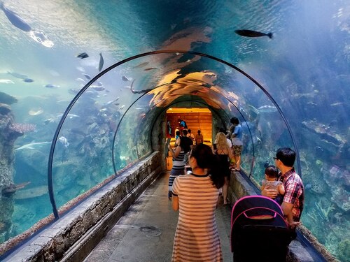 Audioguida di Las Vegas: esplora il Mandalay Bay Shark Reef Aquarium