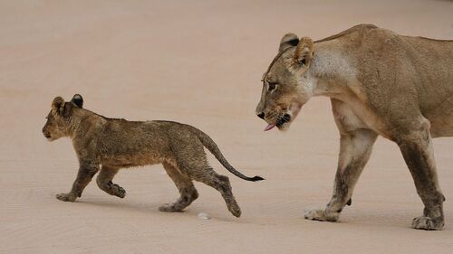 Johannesburg Audio guide: Explore Lion & Safari Park