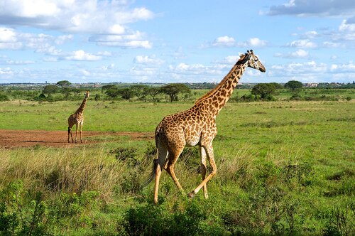 Guia de áudio de Nairobi: explore o Parque Nacional de Nairobi