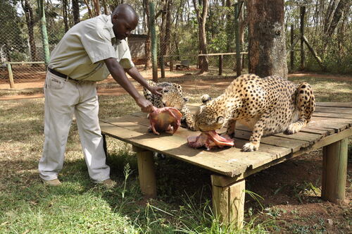 Guia de áudio de Nairobi: explore o orfanato de animais de Nairobi