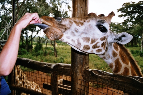 Audioguide de Nairobi : Explorez le Giraffe Centre