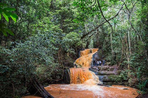 Audioguide de Nairobi : explorez la forêt de Karura
