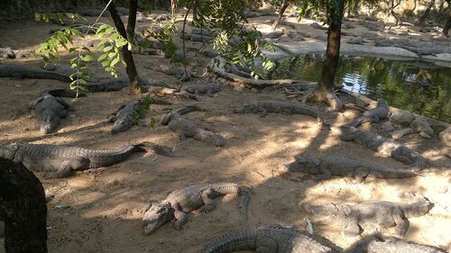 Chennai Audio guide: Explore Madras Crocodile Bank Trust