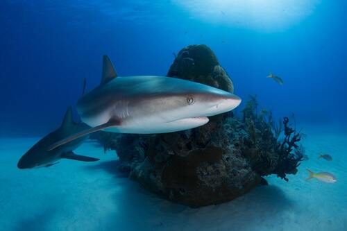 Bali Audio guide: Explore Shark Island