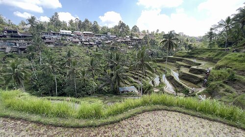 Bali Audio guide: Explore Tegalalang Rice Terraces