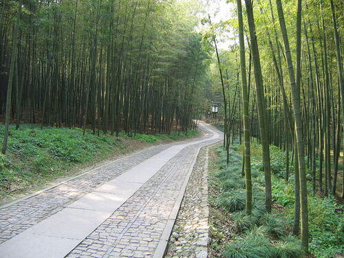Audioguida di Hangzhou: esplora il sentiero del bambù Yunqi