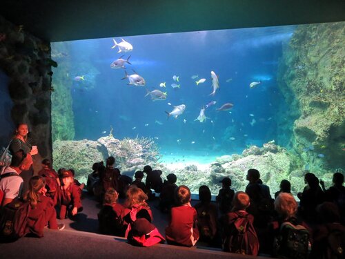 Sydney Audio guide: Explore SEA LIFE Sydney Aquarium