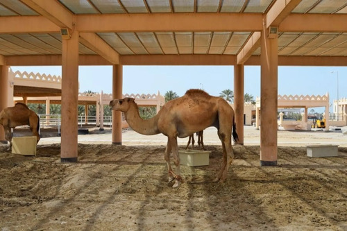 Manama Audio guide: Explore Royal Camel Farm