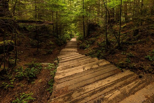 Vancouver Audio guide: Explore Lynn Canyon Park