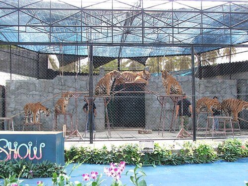Guide audio de Koh Samui : explorez le zoo et l'aquarium des tigres de Samui
