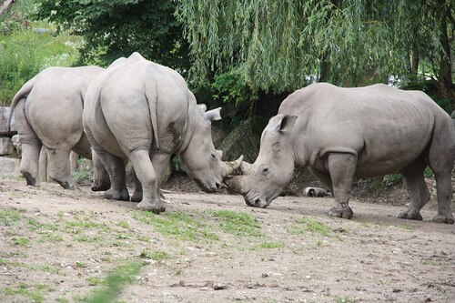 Salzburg Audio guide: Explore Salzburg Zoo