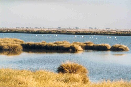 Seville Audio guide: Explore Parque Natural de Doñana